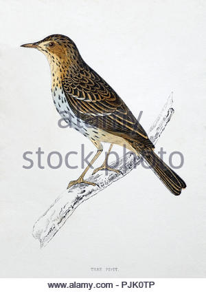 Baum Pieper (Anthus trivialis) Jahrgang Illustration, aus einer Geschichte der britischen Vögel von Pfr. Franz Orpen Morris, in c 1850 veröffentlicht. Stockfoto