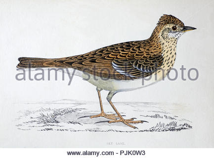 Feldlerche (Alauda arvensis) Jahrgang Illustration, aus einer Geschichte der britischen Vögel von Pfr. Franz Orpen Morris, in c 1850 veröffentlicht. Stockfoto