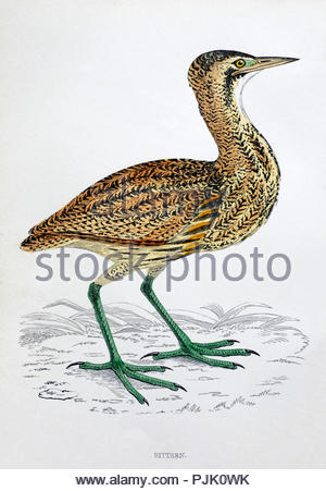 Rohrdommel (Botaurus stellaris) Jahrgang Illustration, aus einer Geschichte der britischen Vögel von Pfr. Franz Orpen Morris, in c 1850 veröffentlicht. Stockfoto