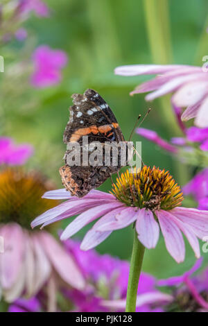 Vanessa atalanta, der rote Admiral oder zuvor die Rote bewundernswert, mittlere Schmetterling Stockfoto