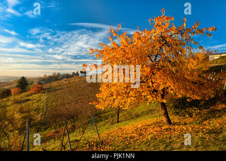 Herbst in der Höhnstedter Weinbaugebiet, Weinberg und Kirschbaum in voller Herbstfarbe, Höhnstedt, Sachsen-Anhalt, Deutschland Stockfoto