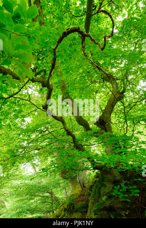 Alte bewachsene Buche treees auf bemoosten Felsen, Naturpark Kellerwald-Edersee, Hessen, Deutschland Stockfoto