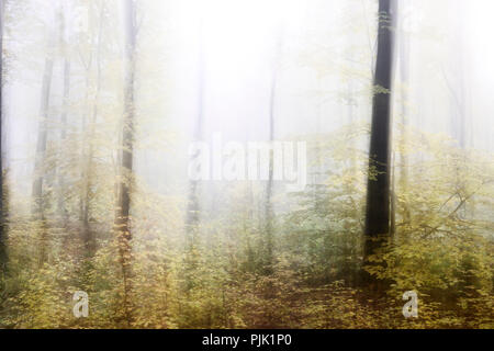 Nebligen Wald im Herbst, abstrakten Studie, Kamera Manipulationen beim Fotografieren, Farbe und Kontrast digitale verändert, Filmkorn sichtbar Stockfoto