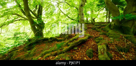 Alten verfallenen Buche Bäume, Wurzeln, bedeckt mit Moos, Naturpark Kellerwald-Edersee, Hessen, Deutschland Stockfoto