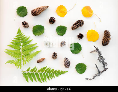 Skandinavischen Wald flach. Sommer und Herbst Blätter, Farn, Tannenzapfen und bemoosten Zweigen. Stockfoto