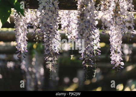 Wisteria in voller Blüte in den Botanischen Garten in Bielefeld Stockfoto