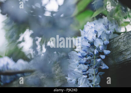 Wisteria in voller Blüte in den Botanischen Garten in Bielefeld Stockfoto