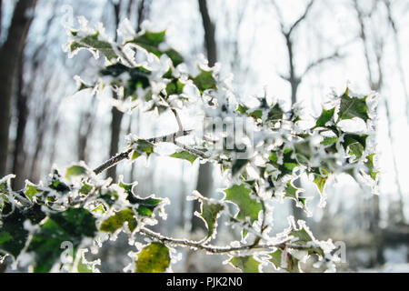 Winter mit Schnee und Eis in Bielefeld Stockfoto