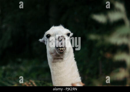 Lamas im Teutoburger Wald, Stockfoto