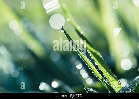 Wassertropfen auf einem Grashalm glitzert im Sonnenlicht. Stockfoto
