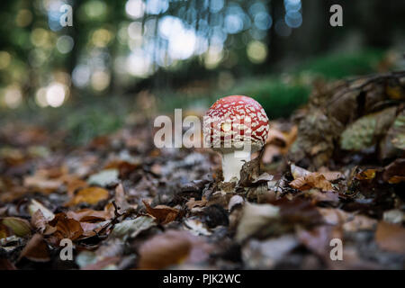 Fly agaric im herbstlichen Wald, Stockfoto