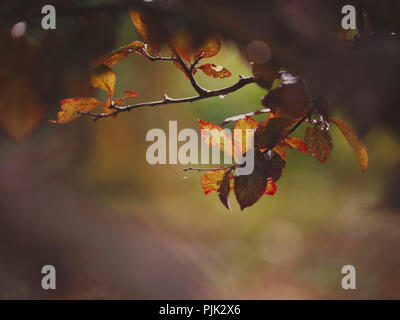 Herbst bunte Blätter am Baum, Stockfoto