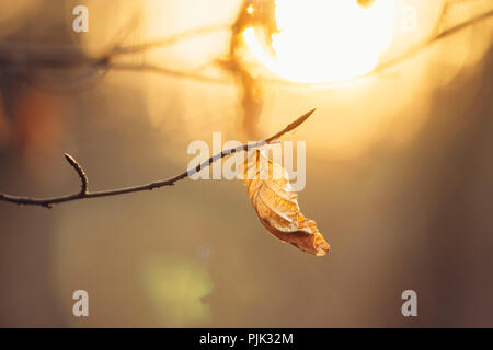 Shining verdorrte Buche Blätter in der untergehenden Sonne, Stockfoto