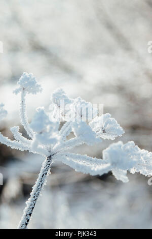 Winter mit Schnee und Eis in Bielefeld Stockfoto