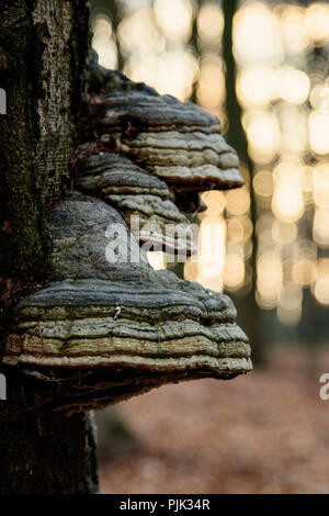 Zunder Pilze auf einem Baum, Stockfoto