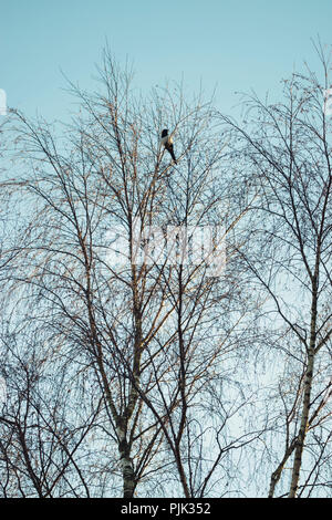 Magpie hoch oben in einem Baum, Stockfoto