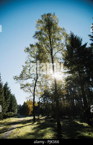 Spaziergang im Teutoburger Wald in der Wistringhauser Senne in der Nähe von Oerlinghausen, warmer und sonniger Tag im Oktober, herbstliche Stimmung Stockfoto