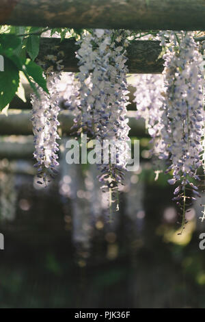 Wisteria in voller Blüte in den Botanischen Garten in Bielefeld Stockfoto