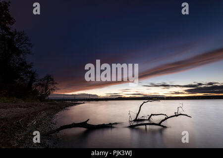 Abends Stimmung und Treibholz auf dem Ammersee Stockfoto