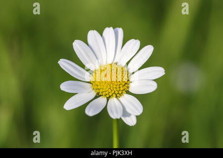 Blüten der Gänseblümchen, Bellis perennis, Bayern, Deutschland, Europa Stockfoto