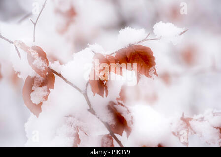Herbstliche Buche Blätter am Zweig, schnee, winter, Double Exposure, Stockfoto