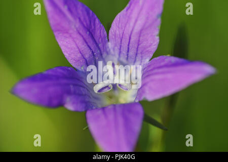 Verbreitung Glockenblume, Campanula patula,, Blick in die Blüte, Bayern, Deutschland, Europa Stockfoto