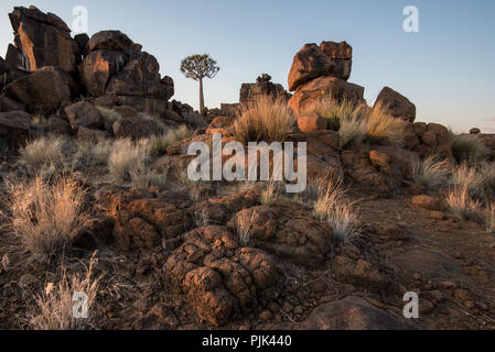 Der Köcherbaum im Köcherbaumwald/"Giant's Playground" in der Nähe von Keetmanshoop, Namibia Stockfoto