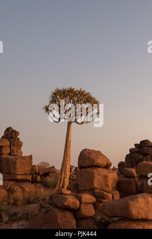 Der Köcherbaum im Köcherbaumwald/"Giant's Playground" in der Nähe von Keetmanshoop, Namibia Stockfoto