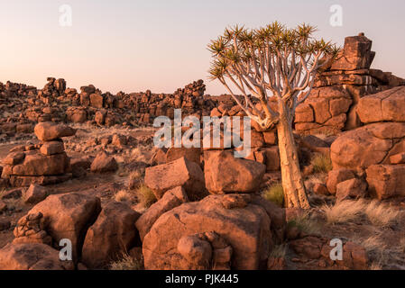 Der Köcherbaum im Köcherbaumwald/"Giant's Playground" in der Nähe von Keetmanshoop, Namibia Stockfoto