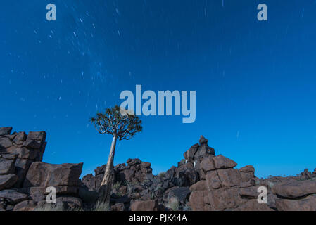 Der Köcherbaum im Köcherbaumwald/"Giant's Playground" in der Nähe von Keetmanshoop, Namibia Stockfoto