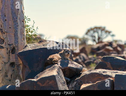 Klippschliefer in Namibia Köcherbaumwald. Stockfoto