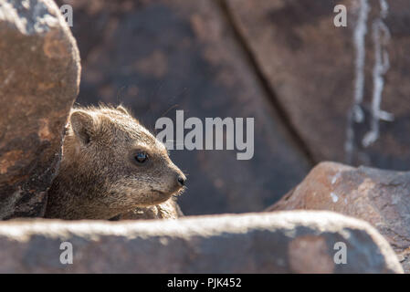 Klippschliefer in Namibia Köcherbaumwald. Stockfoto