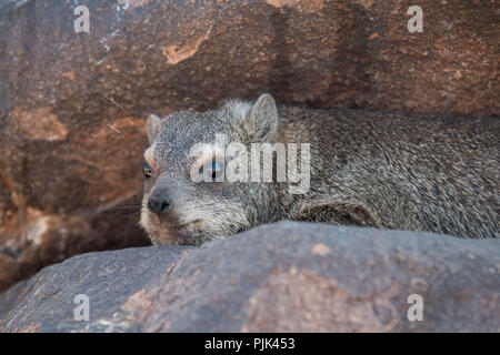 Klippschliefer in Namibia Köcherbaumwald. Stockfoto