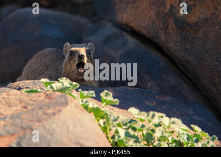 Klippschliefer, lautes Bellen in Namibia Köcherbaumwald. Stockfoto