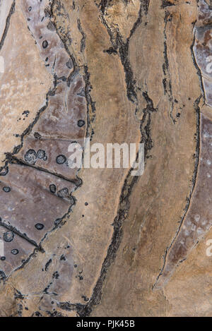 Rinde eines Köcherbaum, Details. Köcherbaumwald, Namibia Stockfoto
