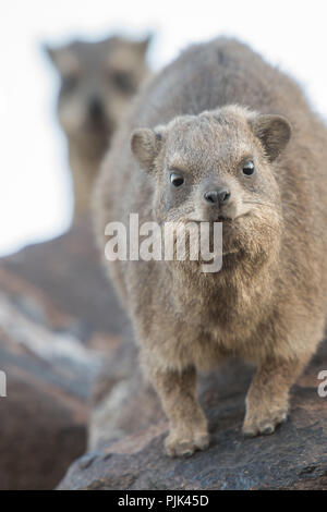 Zwei rock hyraxes in Namibia Köcherbaumwald. Stockfoto