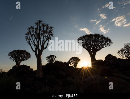 Köcherbäume mit den Sonnenuntergang im Köcherbaumwald/"Giant's Playground" in der Nähe von Keetmanshoop, Namibia Stockfoto