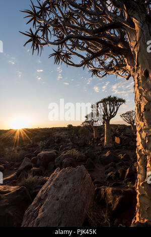 Köcherbäume mit den Sonnenuntergang im Köcherbaumwald/"Giant's Playground" in der Nähe von Keetmanshoop, Namibia Stockfoto