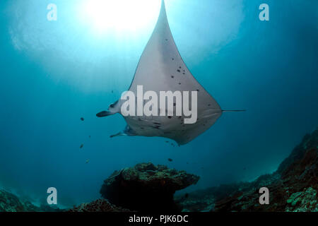 Reef Manta, (Mobula alfredi), Manta Point, Nusa Penida, Nusa Lembongan, Bali, Indonesien Stockfoto