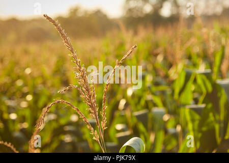Im Spätsommer Cornfield, Amish Country, Lancaster County, Pennsylvania, USA Stockfoto