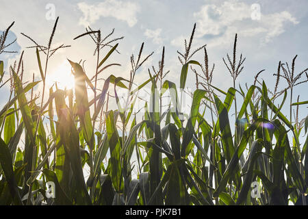 Im Spätsommer Cornfield, Amish Country, Lancaster County, Pennsylvania, USA Stockfoto