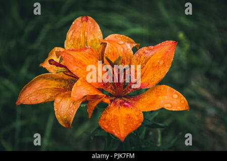 Italien, Trentino, Fassatal, Vigo di Fassa, Feuer Lily, Lilium bulbiferum Stockfoto