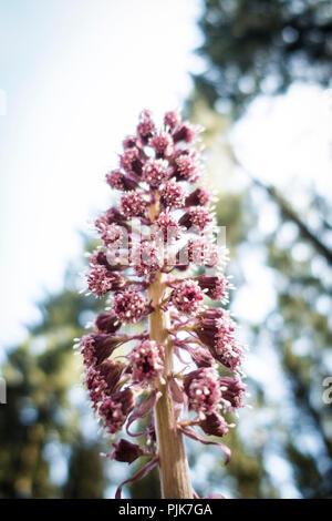 Pestwurz blühen, gemeinsame Pestwurz, Petasites hybridus Stockfoto