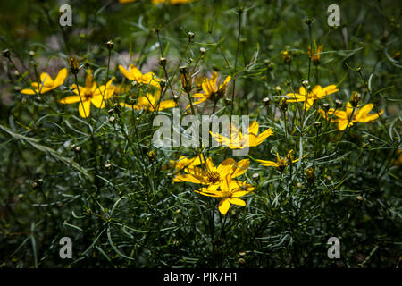 Blühende whorled Veilchen, Coreopsis verticillata 'Zagreb' Stockfoto