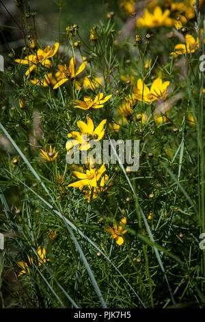 Blühende whorled Veilchen, Coreopsis verticillata 'Zagreb' Stockfoto