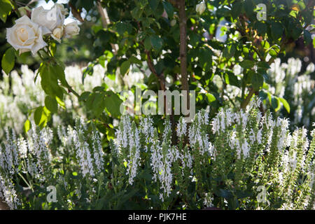 Weißer Salbei im Garten, Salvia officinalis 'Adrian' Stockfoto