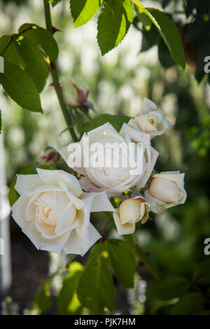 Blühende Kletterrose 'Ilse Krohn Superior', Close-up Stockfoto