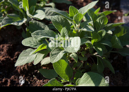 Salbei in Kraut Bett, Nahaufnahme, Salvia Officinalis Stockfoto