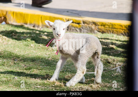 Kleinen niedlichen Schafe toben in einer Wiese auf einer Farm an einem sonnigen Tag Stockfoto