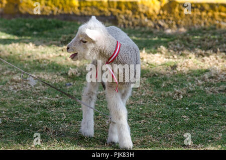 Kleinen niedlichen Schafe toben in einer Wiese auf einer Farm an einem sonnigen Tag Stockfoto